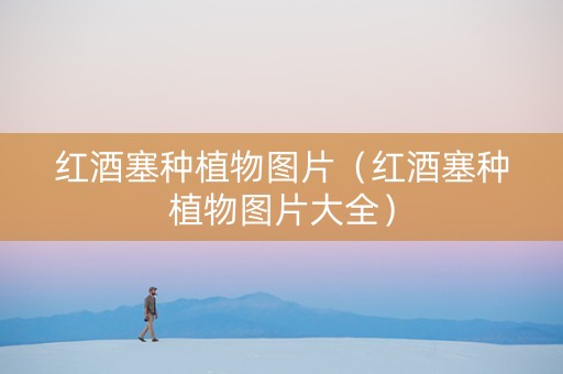 红酒塞种植物图片（红酒塞种植物图片大全）